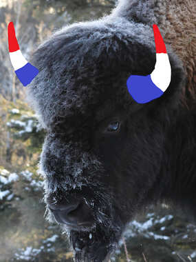 Bison