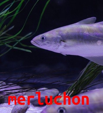 Merluchon